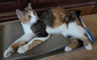 Opal - Petsmart Plantation Foster Home