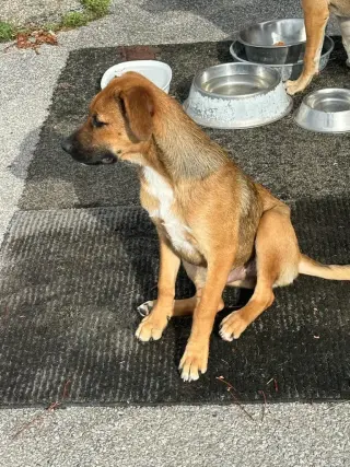 Bubba