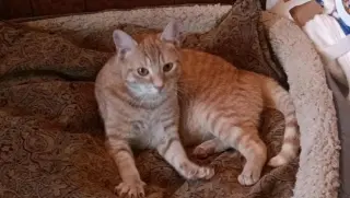 Frankie