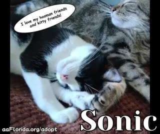 Sonic
