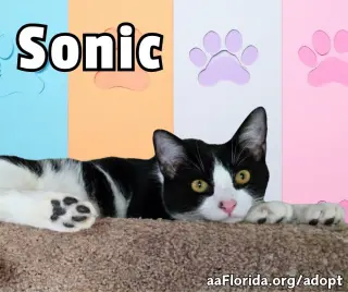 Sonic