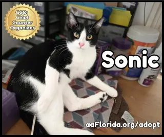 Sonic