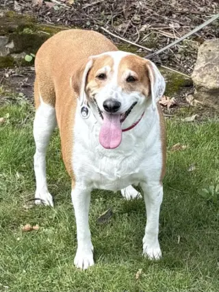 Ringo