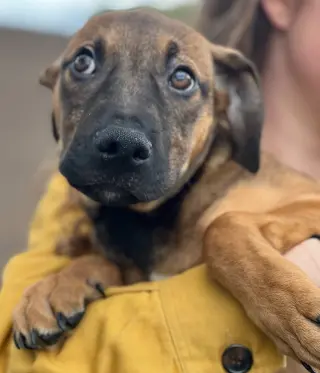 Duke