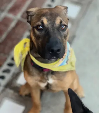 Duke