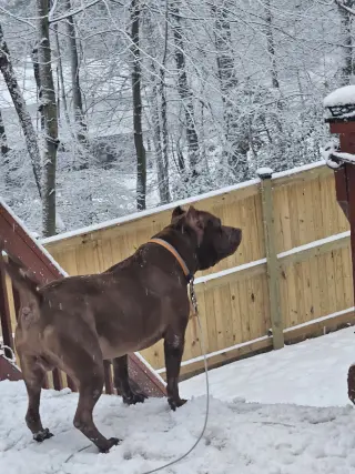 Caesar