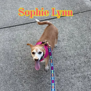 Sophie Lynn