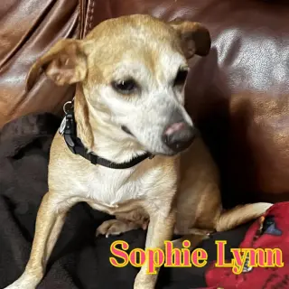 Sophie Lynn