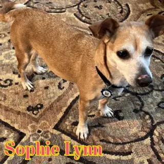 Sophie Lynn
