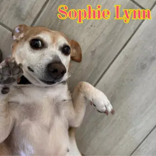 Sophie Lynn