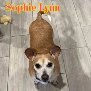 Sophie Lynn