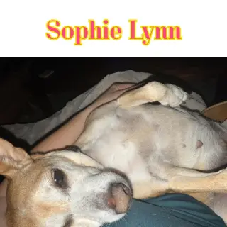 Sophie Lynn