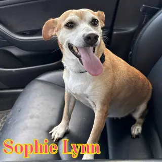 Sophie Lynn