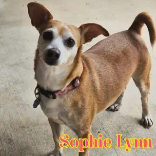 Sophie Lynn