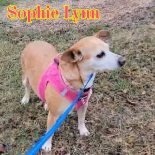 Sophie Lynn