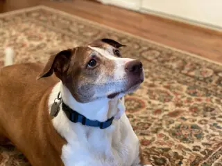 Cocoa - Cross Post