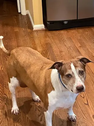 Cocoa - Cross Post