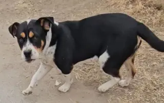 Maximus