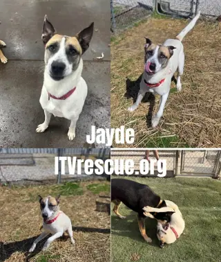 Jayde