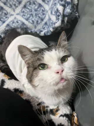 Princess (FIV+)