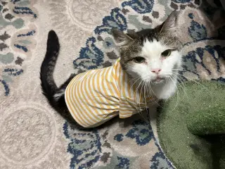 Princess (FIV+)