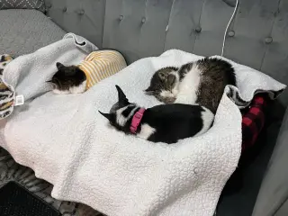 Princess (FIV+)