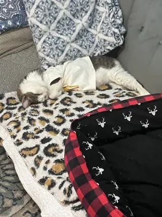 Princess (FIV+)