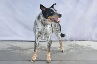 DRAKO