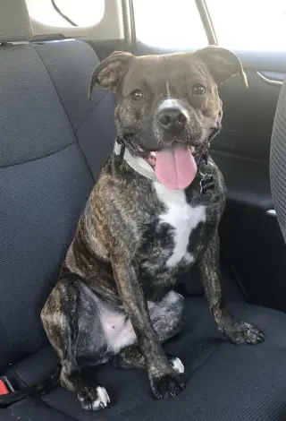 Izzy - Courtesy Post