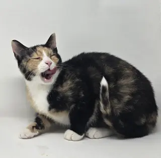 Jinx