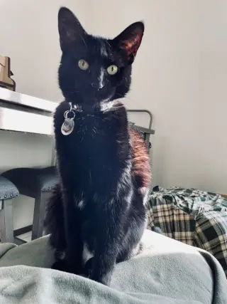 Nova (Courtesy Post)