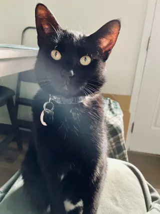 Nova (Courtesy Post)