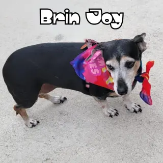 Brin Joy