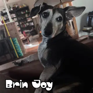 Brin Joy