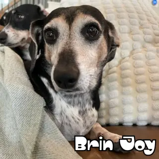 Brin Joy