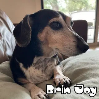 Brin Joy