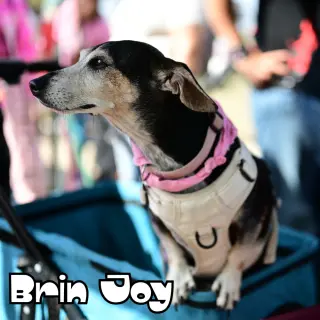 Brin Joy
