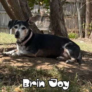Brin Joy