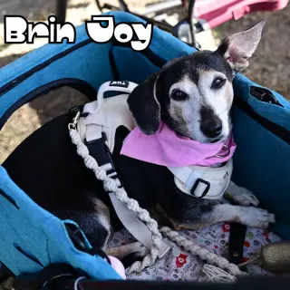 Brin Joy