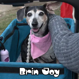 Brin Joy