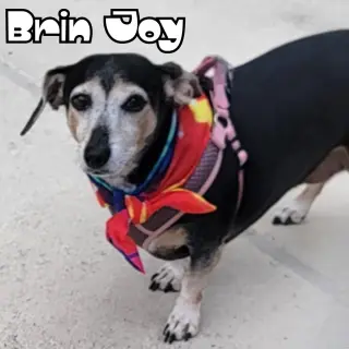 Brin Joy