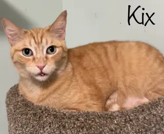 Kix