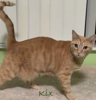 Kix