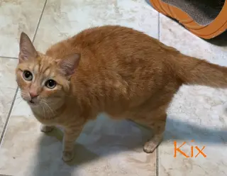 Kix
