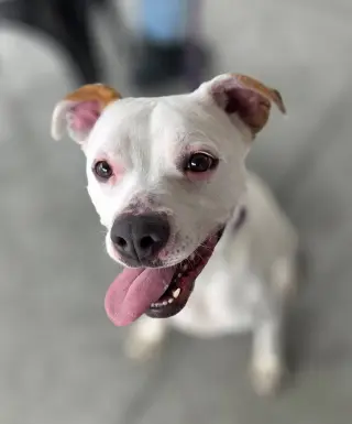 Zada