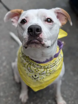 Zada