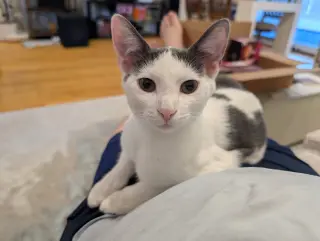 Maisie Moon
