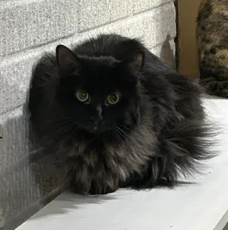 Serendipity