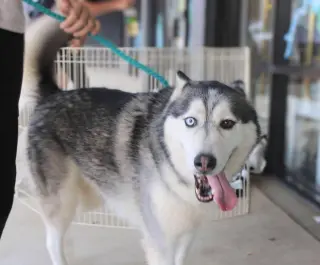 Hachi