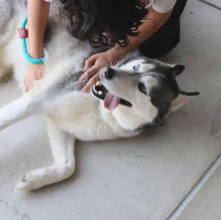 Hachi